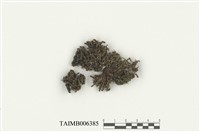 藏品(比拉真苔)的圖片